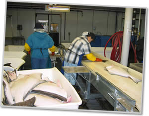 norquest halibut processing plant alaska